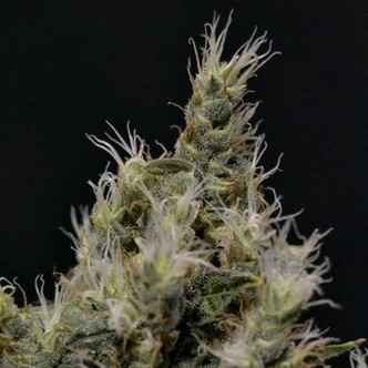Vanilla Haze (CBD fr&oslash;) feminiserede