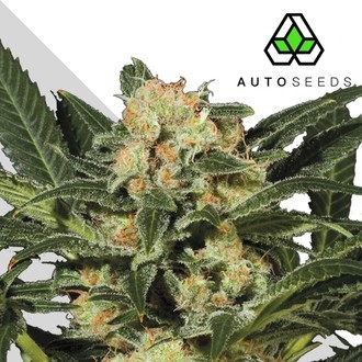 Candy Kush (Auto Seeds) Feminiserede