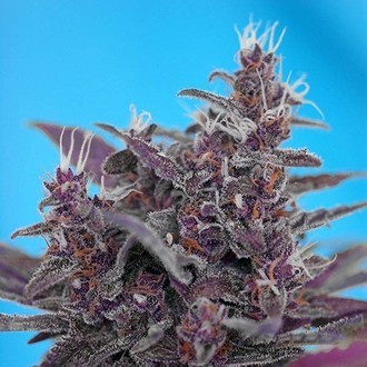 Black Cream Auto (Sweet Seeds) Feminiserede