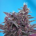 Black Cream Auto (Sweet Seeds) Feminiserede
