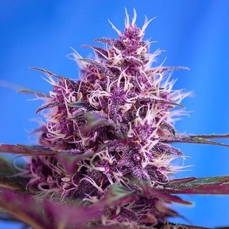 Red Poison Auto (Sweet Seeds) feminiserede cannabisfr&oslash;