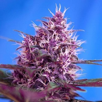 Red Poison Auto (Sweet Seeds) Feminiserede