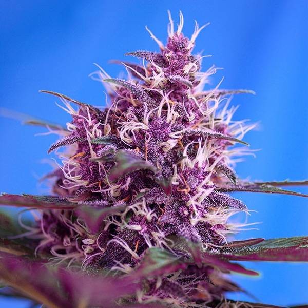 Red Poison Auto (Sweet Seeds) Feminiserede