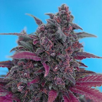 Dark Devil Auto (Sweet Seeds) feminiserede cannabisfr&oslash;