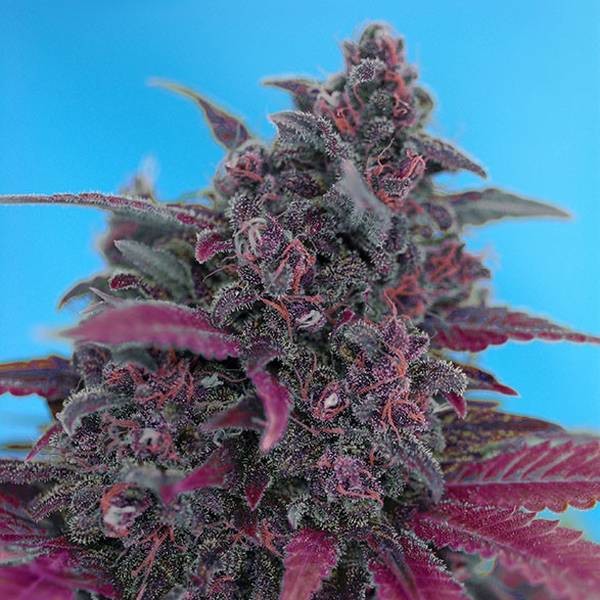 Dark Devil Auto (Sweet Seeds) Feminiserede