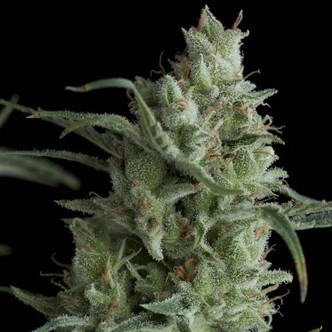 Kryptonite (Pyramid Seeds) feminiserede cannabisfr&oslash;