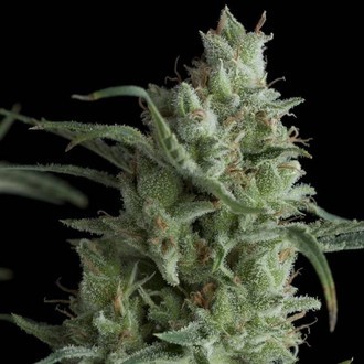 Kryptonite (Pyramid Seeds) Feminiserede