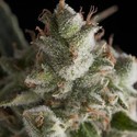 Fresh Candy (Pyramid Seeds) Feminiserede