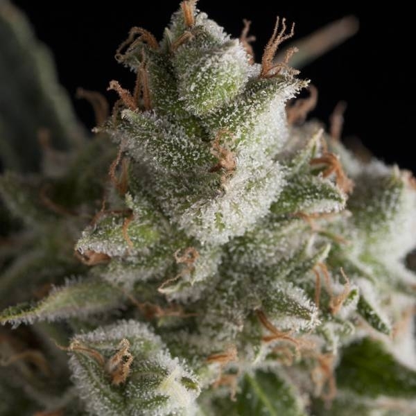Fresh Candy (Pyramid Seeds) Feminiserede