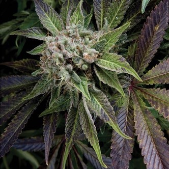 Auto Blue Pyramid (Pyramid Seeds) feminiserede cannabisfr&oslash;