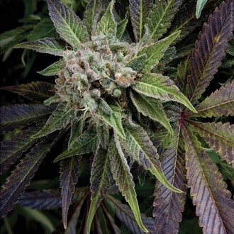 Auto Blue Pyramid (Pyramid Seeds) Feminiserede