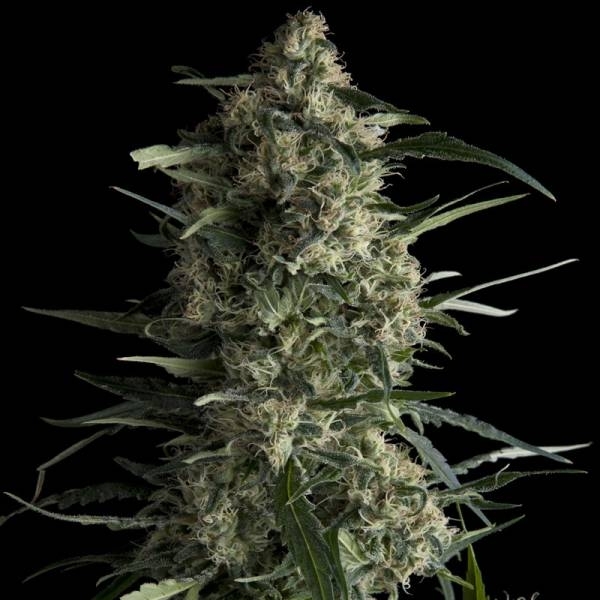 Galaxy (Pyramid Seeds) Feminiserede