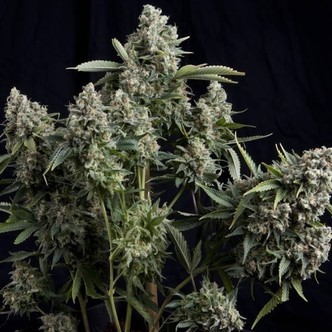 Tutankhamon (Pyramid Seeds) feminiserede cannabisfr&oslash;