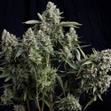 Tutankhamon (Pyramid Seeds) Feminiserede