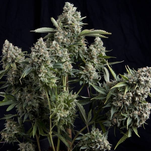 Tutankhamon (Pyramid Seeds) Feminiserede