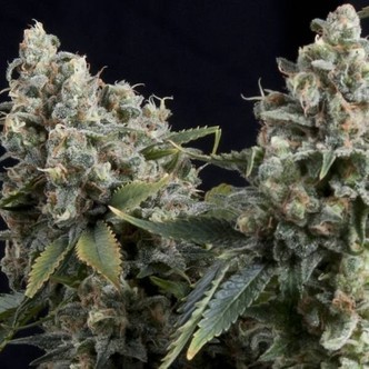 Auto Tutankhamon (Pyramid Seeds) feminiserede