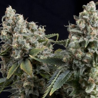 Auto Tutankhamon (Pyramid Seeds) Feminiserede