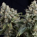 Auto Tutankhamon (Pyramid Seeds) Feminiserede