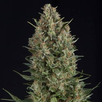 Wembley (Pyramid Seeds) feminiserede cannabisfr&oslash;