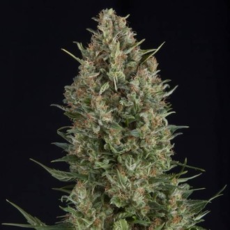 Wembley (Pyramid Seeds) Feminiserede