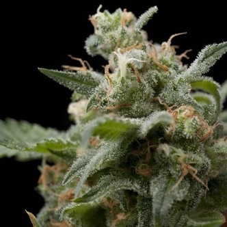 Super Hash (Pyramid Seeds) feminiserede cannabisfr&oslash;