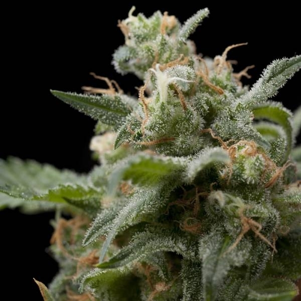 Super Hash (Pyramid Seeds) Feminiserede