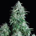 Anubis (Pyramid Seeds) Feminiserede