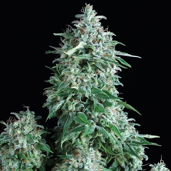 Anubis (Pyramid Seeds) Feminiserede