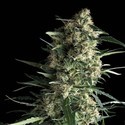 Auto Galaxy (Pyramid Seeds) Feminiserede
