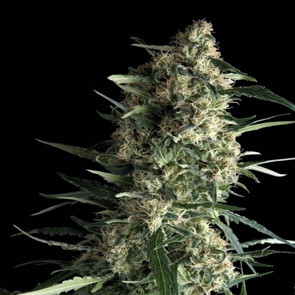 Auto Galaxy (Pyramid Seeds) Feminiserede