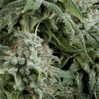 Auto Northern Lights (Pyramid Seeds) Feminiserede