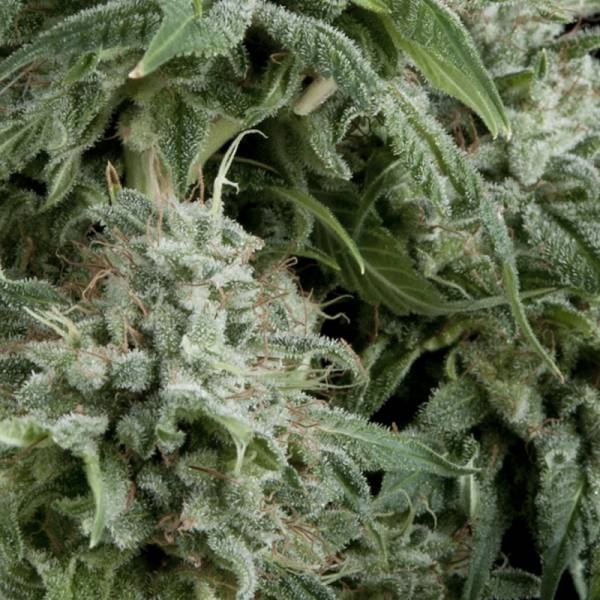 Auto Northern Lights (Pyramid Seeds) Feminiserede