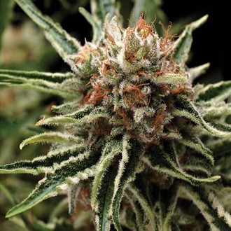 Auto Shark (Pyramid Seeds) Feminiserede