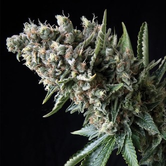 Auto Nefertiti (Pyramid Seeds) feminiserede cannabisfr&oslash;