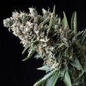 Auto Nefertiti (Pyramid Seeds) Feminiserede