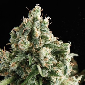 Auto Lennon (Pyramid Seeds) feminiserede