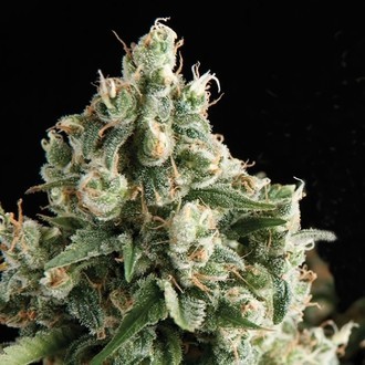 Auto Lennon (Pyramid Seeds) Feminiserede
