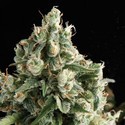 Auto Lennon (Pyramid Seeds) Feminiserede
