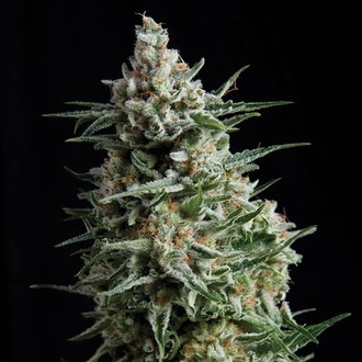 Auto Anesthesia (Pyramid Seeds) Feminiserede