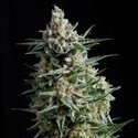 Auto Anesthesia (Pyramid Seeds) Feminiserede