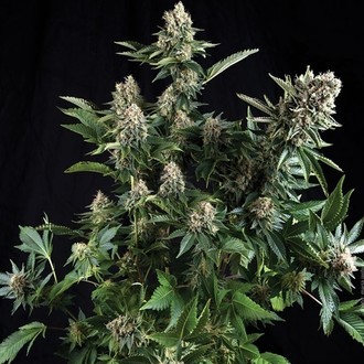 Auto White Widow (Pyramid Seeds) Feminiserede