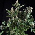 Auto White Widow (Pyramid Seeds) Feminiserede