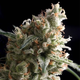 Auto Super Hash (Pyramid Seeds) feminiserede