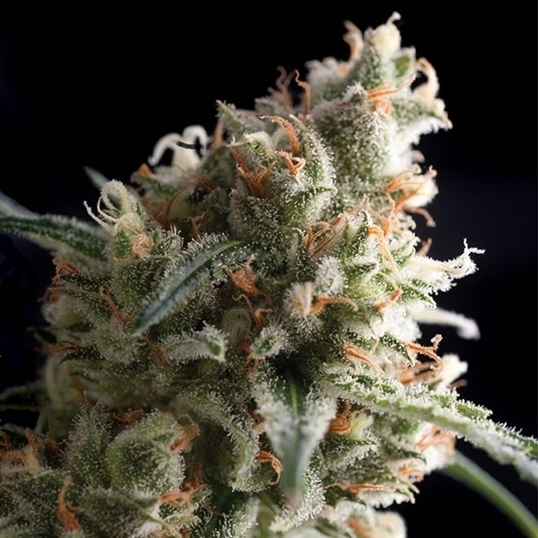 Auto Super Hash (Pyramid Seeds) Feminiserede