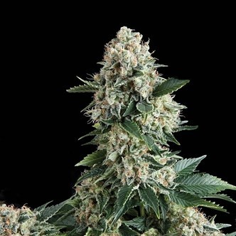 Auto New York City (Pyramid Seeds) feminiserede cannabisfr&oslash;