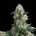 Auto New York City (Pyramid Seeds) Feminiserede