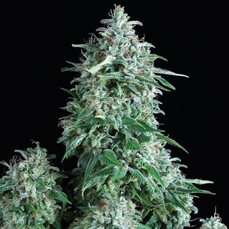 Auto Anubis (Pyramid Seeds) feminiserede cannabisfr&oslash;