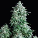 Auto Anubis (Pyramid Seeds) Feminiserede
