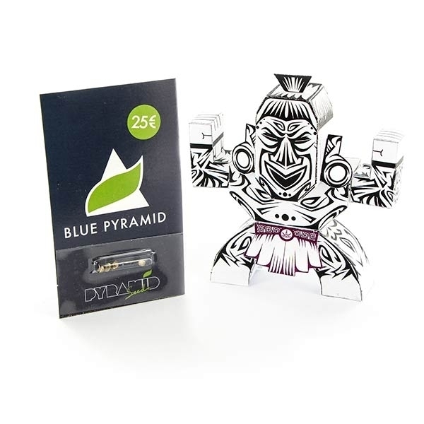 Blue Pyramid (Pyramid Seeds) Feminiserede