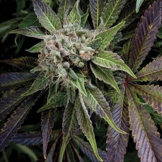 Blue Pyramid (Pyramid Seeds) Feminiserede